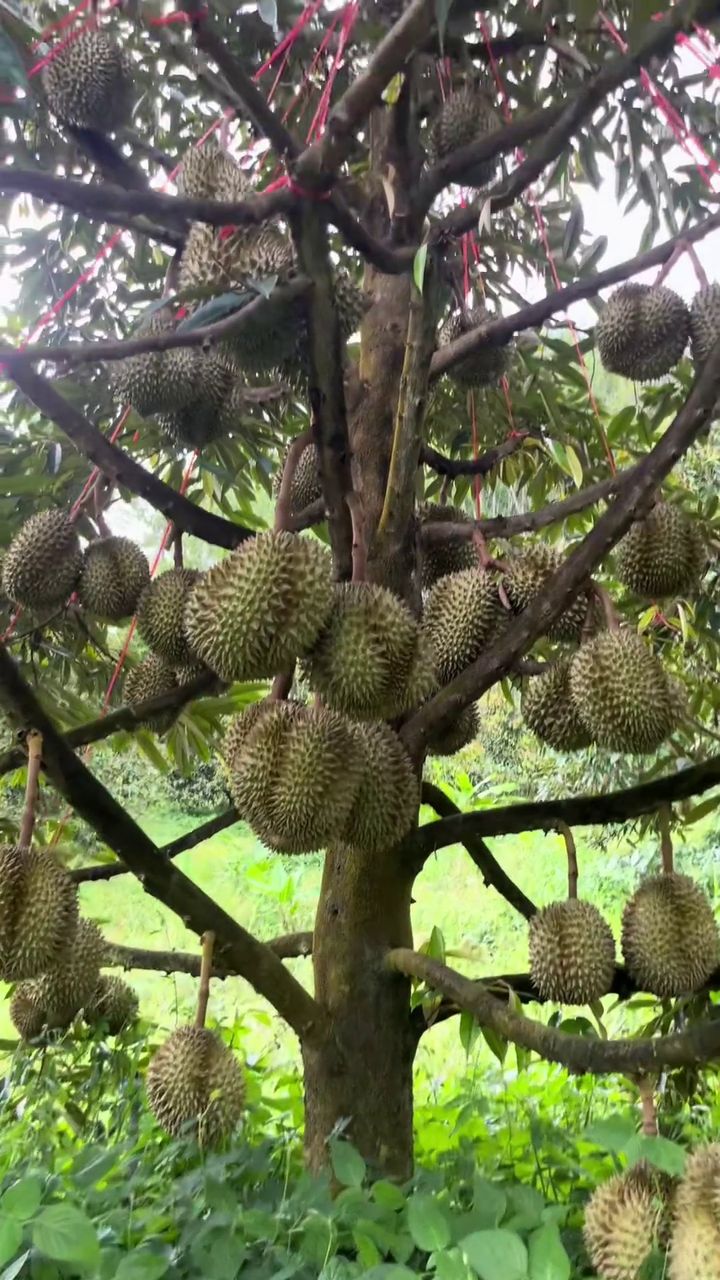 សួនទុរេនផ្លែច្រើនពេញដើម