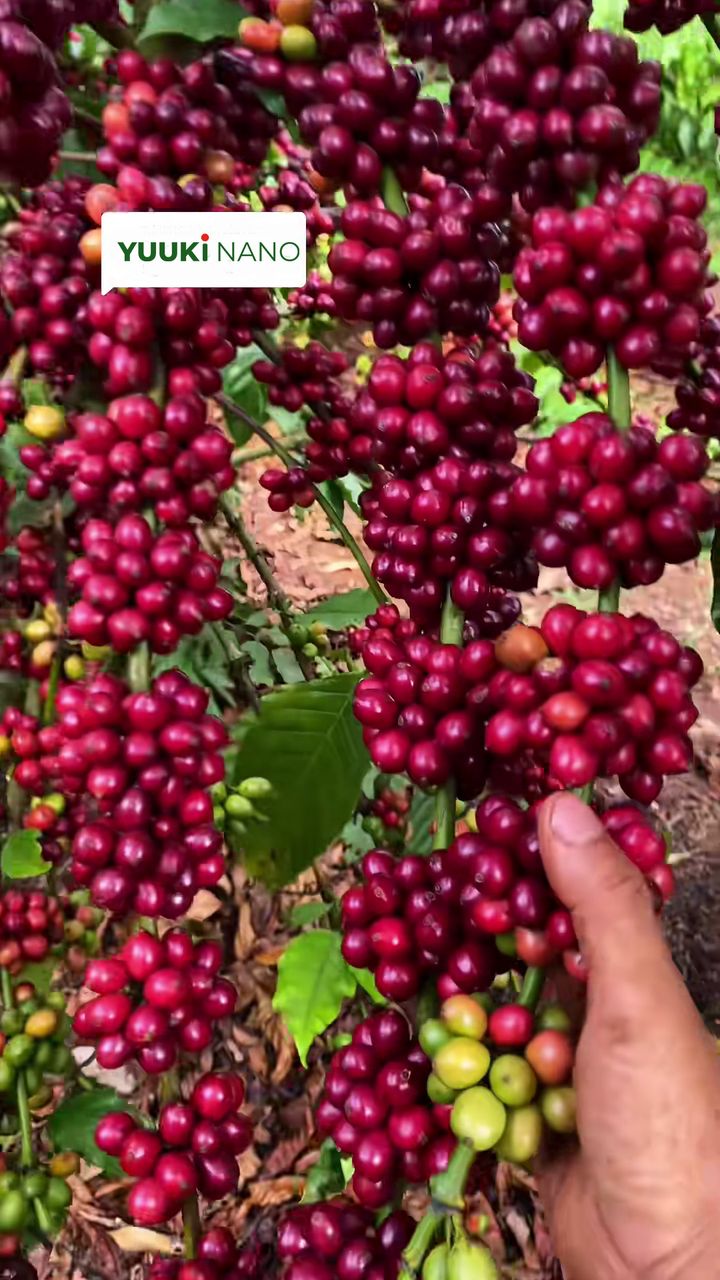 កាហ្វេផ្លែក្រហមពេញមែក