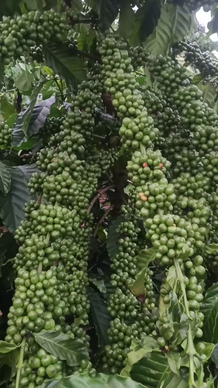 លទ្ធផលពិតពីសួនរបស់អតិថិជន