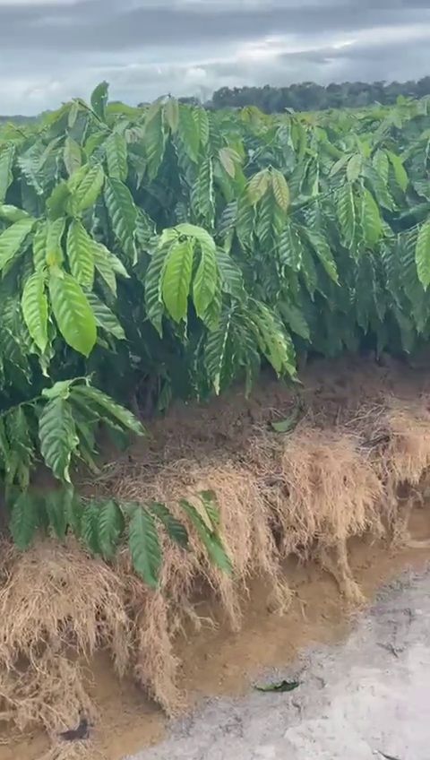 ឫសពណ៌សស្រឡះ សួនកាហ្វេ