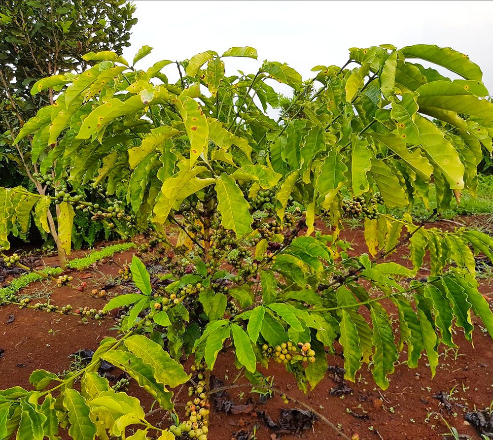 ស្លឹកលឿង ដើមក្រិន