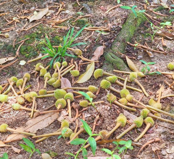 ជ្រុះផ្លែ ជ្រុះកូនផ្លែ